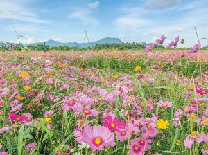 Estas granjas están testeando una alternativa de pesticida de baja tecnología: flores