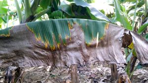 Inician licenciamiento para producir un bioinsumo para el control de Sigatoka Negra