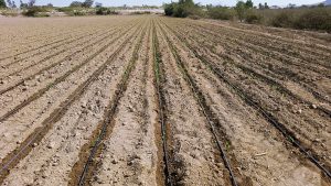 Inyección tecnológica en el cultivo de la papa