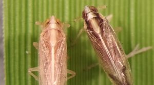 Identifican genotipos de arroz resistentes a sogata, transmisor del peligroso virus de la hoja blanca