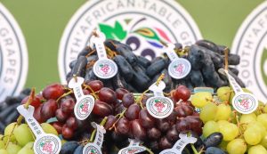 Productores sudafricanos describen como "feroz" e "imprevisible" la competencia de uva peruana en el mercado asiático