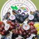 Productores sudafricanos describen como "feroz" e "imprevisible" la competencia de uva peruana en el mercado asiático