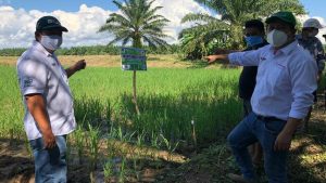 Arroz: productores cosechan ocho toneladas con semillas certificadas