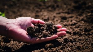 Regresa el Simposio Internacional sobre Análisis de Suelos y Plantas: su 17° versión se realizará en Concepción