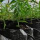 Nuevas variedades de almendros del programa de mejoramiento del Irta de España