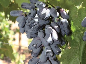 San Miguel triplica su producción de uva de mesa en el Perú