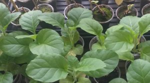 Investigación colombiana muestra cómo fabricar plástico a partir del tabaco