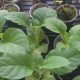 Investigación colombiana muestra cómo fabricar plástico a partir del tabaco