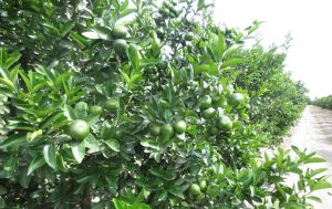 “Lo ideal sería encontrar variedades que se cosechen de abril a junio”