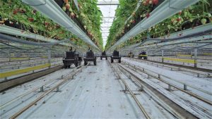 Startup que desarrolla robots de cosecha recaudó US$20 millones