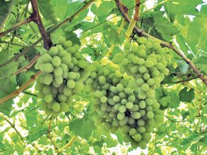 The downfall of Thompson Seedless in Chile