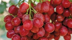 Exportaciones chilenas de nuevas variedades de uva subirán 12% en actual temporada