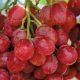 Exportaciones chilenas de nuevas variedades de uva subirán 12% en actual temporada