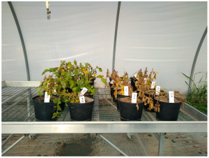 El biocontrol como alternativa al tratamiento del tizón tardío de la papa