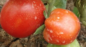 Bacteria marina frenaría la marchitez del tomate