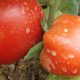 Bacteria marina frenaría la marchitez del tomate
