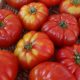 Pequeños productores rescatan producción de tomate Limachino