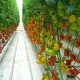 Descubren cómo manipular hongos para que no infecten las plantas