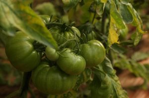 Tomate limachino se cosechará por primera vez en invierno