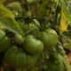 Tomate limachino se cosechará por primera vez en invierno