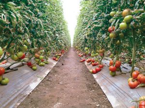 Líderes del sector agroalimentario se darán cita para impulsar la innovación en la producción orgánica