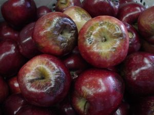 Análisis de tejidos vegetales como herramienta de control nutricional en frutales