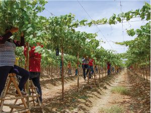 Maniobras detrás de la uva de mesa en el norte