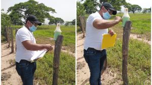 Rutas de trampeo, la clave para hacer frente al picudo del algodón