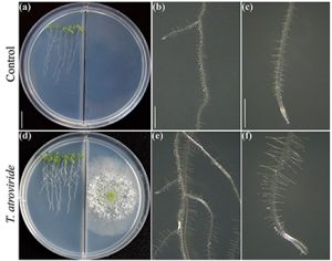 Importancia de los exudados de las raíces en el diálogo entre Trichoderma y las plantas