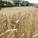 Estudio sugiere que la duración de la cubierta vegetal es clave para mejorar la producción de cereales