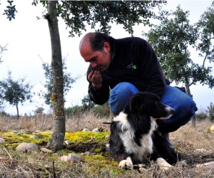 La trufa: El cultivo de peor rendimiento por hectárea, pero de los más rentables