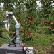 Desarrollan nueva tecnología robótica de alta precisión para la cosecha de manzanas en Australia