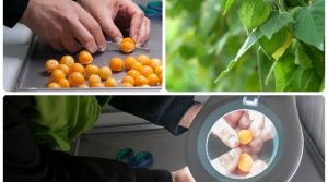 Exportaciones de uchuva colombiana podrían duplicarse tras decisión en EE UU para facilitar su ingreso