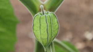 Uchuva: estudian su diversidad genética con el fin de reforzar su conservación