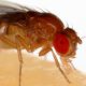 Investigadores detectan en moscas que neuronas del gusto condicionan la conducta hacia ciertos alimentos