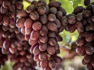 No hay espacio para uvas con problemas de calidad y condición