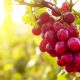 México, los retos del octavo proveedor de uva de mesa del mundo