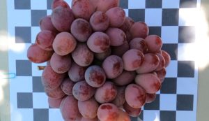Lanzan plan piloto para conteo de uvas en racimos con inteligencia artificial