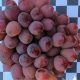 Lanzan plan piloto para conteo de uvas en racimos con inteligencia artificial