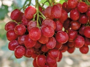 La clave contra el Mildiu está en adelantarse a la enfermedad