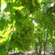 Productores de uva del valle de Aconcagua se preparan para implementar el System Approach