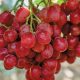 Producción de uva de mesa de Egipto completaría 1,43 millones de toneladas en la temporada 2021/2022