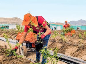 Estrategias de Agrokasa para depender menos del agua del acuífero