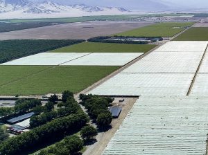 La apuesta de Agrokasa por las coberturas plásticas para adelantar la cosecha