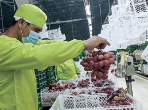 Mayores producciones, más envíos y mejores retornos
