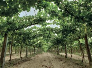 El impacto de las coberturas plásticas en la calidad y producción de uva de mesa