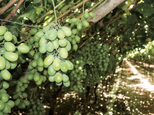 Casursa empezará el 2022 solo con uvas de mesa licenciadas en sus campos