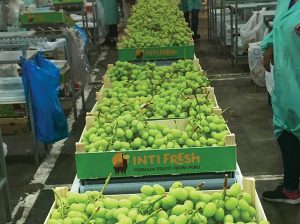 “Si no nos enfocamos en los costos de producción no vamos a ir a ningún lado, por más que las nuevas variedades nos ayuden”