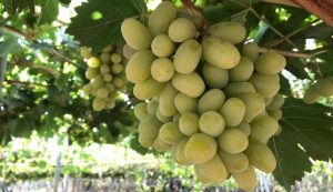 Perú exportó 584% más uva de mesa en abril que en el mismo mes de la campaña anterior