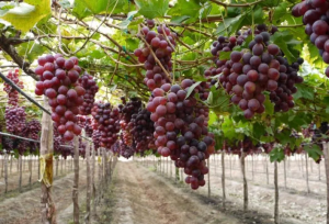 La uva peruana gozó de extraordinarios precios en su última campaña